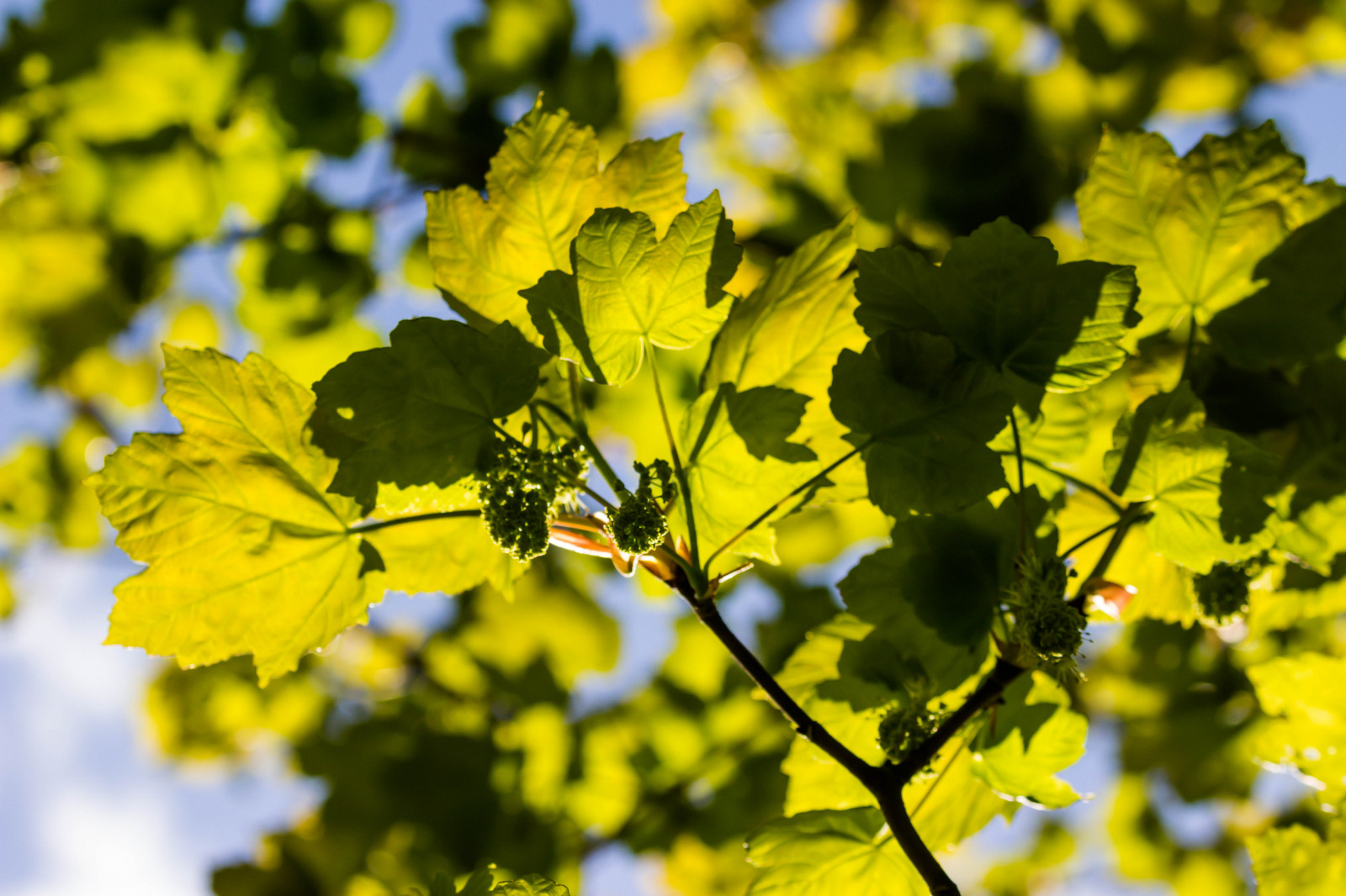 napfény, természet, ág, zöld, sárga, kivirul, fa, őszi, levél növényen, virág, háttérvilágítású, növény, évad, növényvilág, l v, gyárt, szárazföldi növény, virágos növény, fás szárú növény, makró, páfrányfenyő