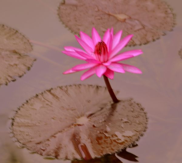 pink,Lotus,wwwpathfinderstravelworldcom,wwwpathfinderstravel,wwwashleythenomadcom