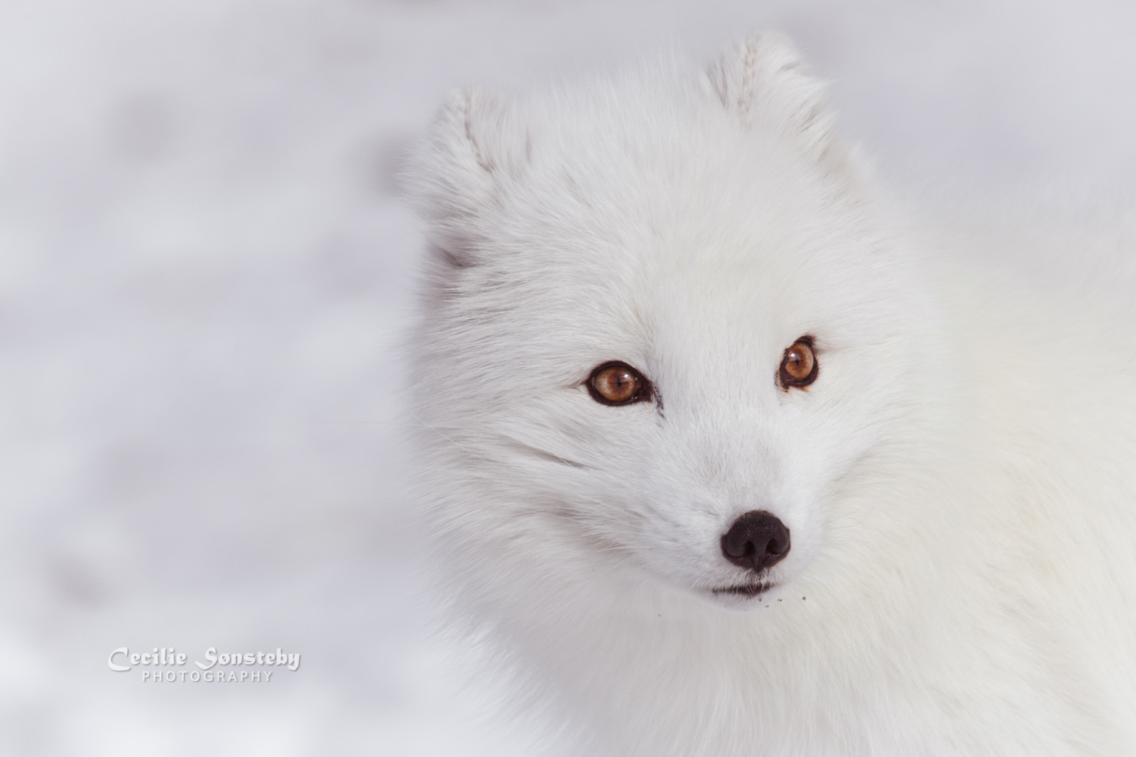 bianca, ritratto, occhi, Norvegia, Canone, pelliccia, naso, Volpe, barba, artico, Volpe artica, Volpe artica, NGC, mammifero, specanimal, npc, Langedrag, vertebrato, cane come mammifero, gruppo razza del cane, felix, spitz giapponese, in via di estinzione, alopexlagopus, polarfox, whitefox, SnowFox, ef100400mmf4556lisusm, virginia opossum