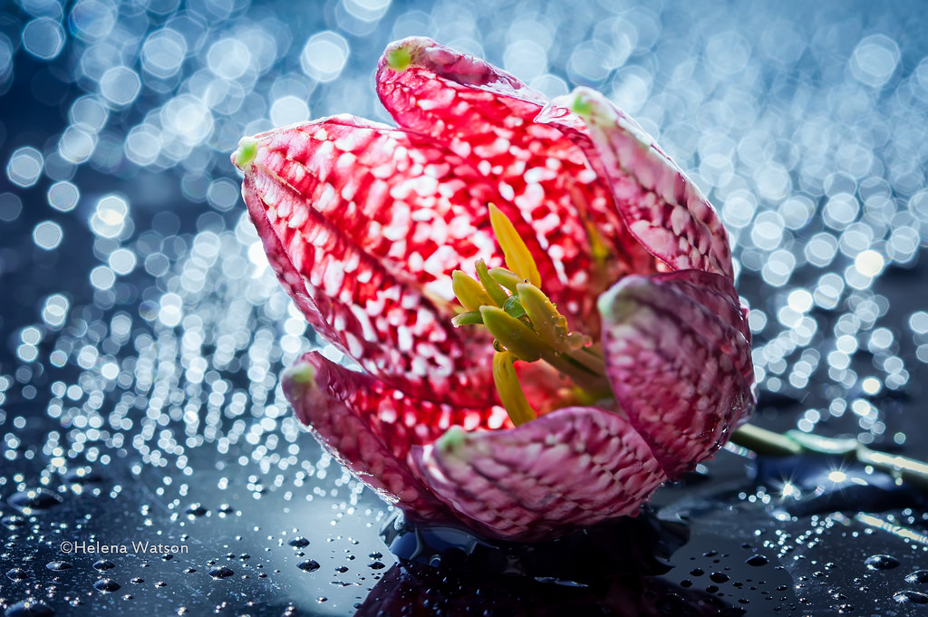 Reino Unido, Flores, Inglaterra, natureza, floral, Liverpool, botânico, Pétalas, Bokeh, Grã-bretanha, Helly, Canon100mmmacro, Solteira, Cobra, Fritillariameleagris, Helenawatson