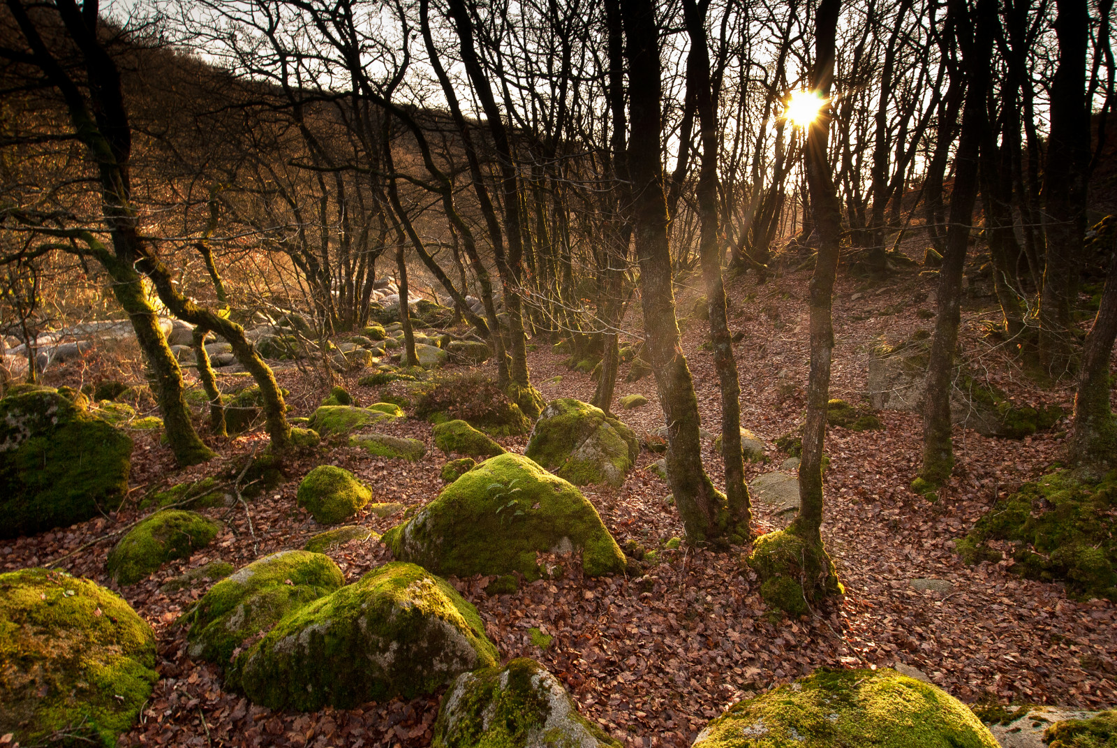 longexposure, Frankrig, vand, Skov, flod, landskab, Nikon, klipper, eau, Kaos, Bretagne, canyon, Riviere, kløfter, foret, paysages, rochers, Landes, poselongue, D3000, Corong, lokarn