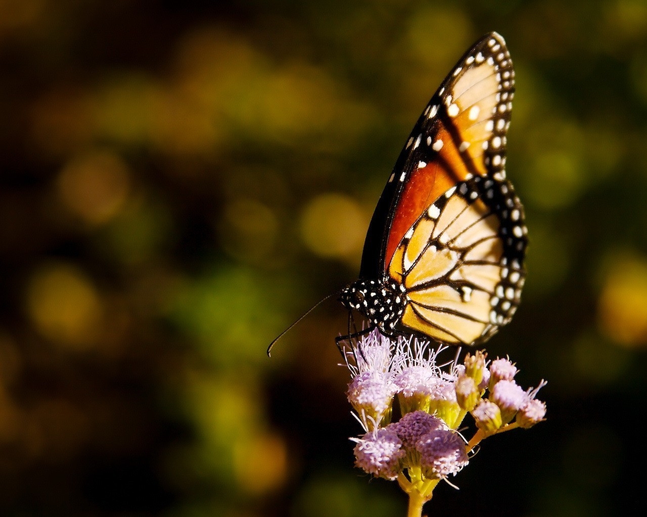 wallpaper-nature-grass-wings-insect-flying-wildlife-flower
