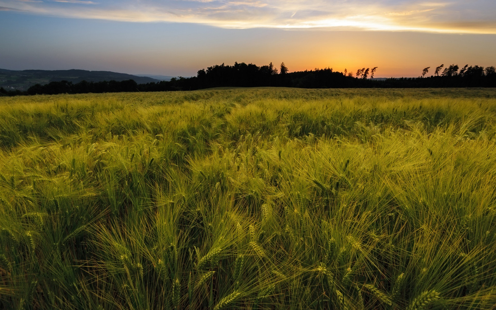 luce del sole, paesaggio, cibo, tramonto, collina, natura, erba, campo, mattina, orizzonte, Grano, steppa, zone umide, prateria, pianta, agricoltura, prato, pianura, prateria, raccolto, palude, area rurale, habitat, ambiente naturale, impianto di terra, pianta fiorita, caratteristica geografica, ecosistema, famiglia di erba, savana, risaia