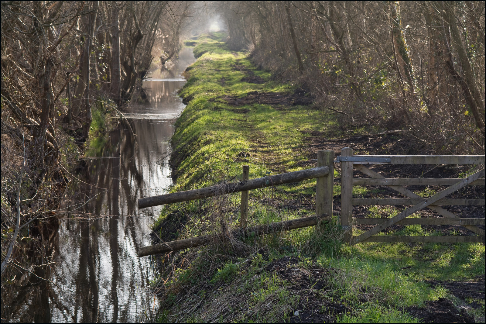 alberi, foresta, cascata, acqua, natura, riflessione, erba, ponte, fiume, recinto, natura selvaggia, giungla, ruscello, foresta pluviale, zone umide, 2014, albero, autunno, riflessi, cancello, riserva naturale, marzo, nikond7100, lunaphoto, Somerset, bosco, habitat, ambiente naturale, fenomeno atmosferico, giochi d'acqua, photographybyjeremyfennell, somersetlevels, naturalengland, shapwickheath