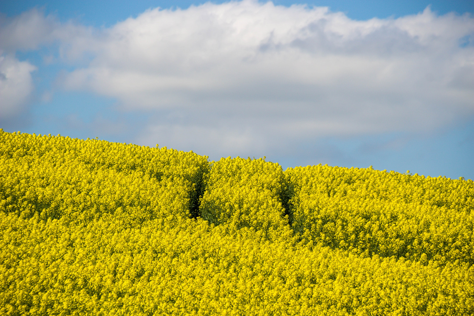 Wallpaper : landscape, food, sky, field, yellow, Rapeseed, flower ...