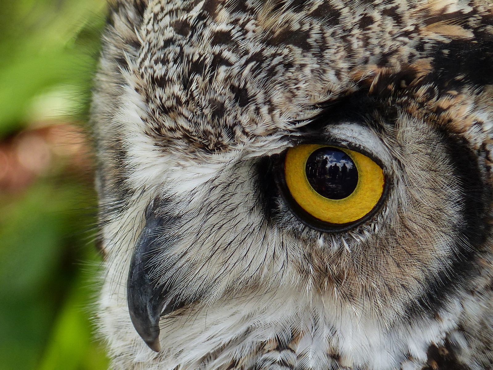 Kanada, pták, Příroda, ptactvo, detailní, lumix, exponát, střela do hlavy, prozkoumat, Alberta, sova, pointandshoot, Zajímavost57, boční pohled, zajatý, ornitologie, influenza, birdofprey, greathornedowl, poraněný, dokonalost, bubovirginianus, všechna práva vyhrazena, Bowvalleyprovincialpark, annkelliott, avianexcellence, Wildlifeambassador, anneelliott, fz200, wofcalgary, panasonicdmcfz200, Od koňských kuřat, anneelliott2014, Explore2014august03