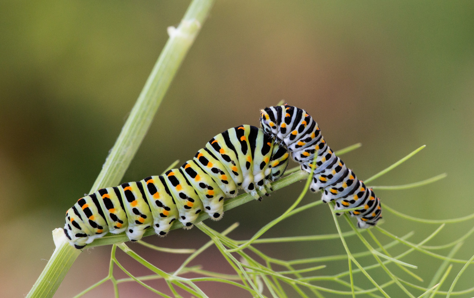 makro, hmyz, Housenka, makro, larva, garten, makro fotografie, bezobratlý, organismus, můry a motýli, papiliomachaon, schwalbenschwanz, mothernatureatherbest, chenille, Raupe, Fenchel, Blackswallowtailcaterpillar, Schwalbenschwanzraupe, Canoneso6d, gonimbrasia belina