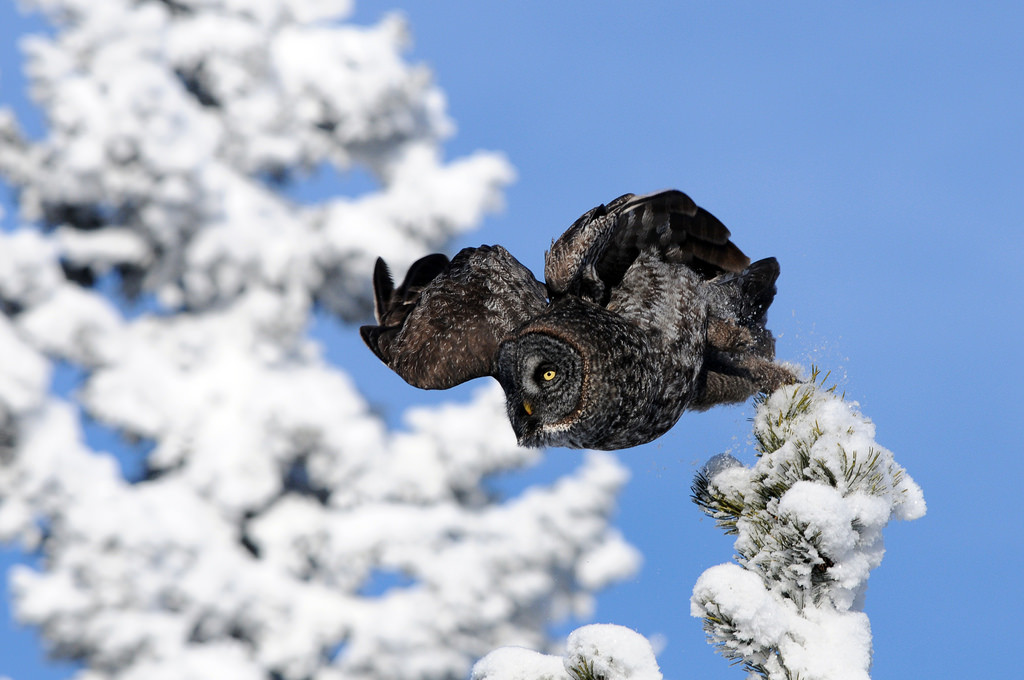 นก, ธรรมชาติ, ท้องฟ้า, หิมะ, ฤดูหนาว, สาขา, น้ำค้างแข็ง, แคนาดา, Nikon, นกฮูก, อัลเบอร์ต้า, การแช่แข็ง, ต้นไม้, นก, greatgreyowl, strixnebulosa, สัตว์ป่า, nikond300s, d300s, วิทยา, นกฮูก, southernalberta, globalbirdtrekkers, Ronaldok, ronkubephotography, Greatgrey