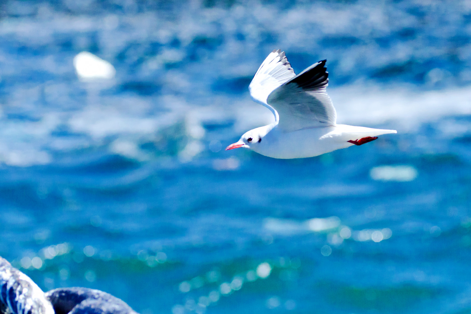 Japonsko, moře, město, ulice, stvoření, voda, nebe, park, zima, modrý, Volně žijících živočichů, Nikon, Yokohama, zobák, Létat, Únor, 2017, F28, zvíře, venkovní, pták, oceán, racek, D7000, vlna, přístav, racek, mořský pták, 70200 mm, sigma, Kanagawa, během dne, apo, vodní ptáci, bývalý, počítač tapeta, HSM, Charadriiformes, nikonclubit, blackheadedgull, nakaward, ymashita cho, ymashitapark, yokohamaport, albatros, racek stříbřitý, Apo70200mmf28exhsm, Sigmaapo70200mmf28exhsm