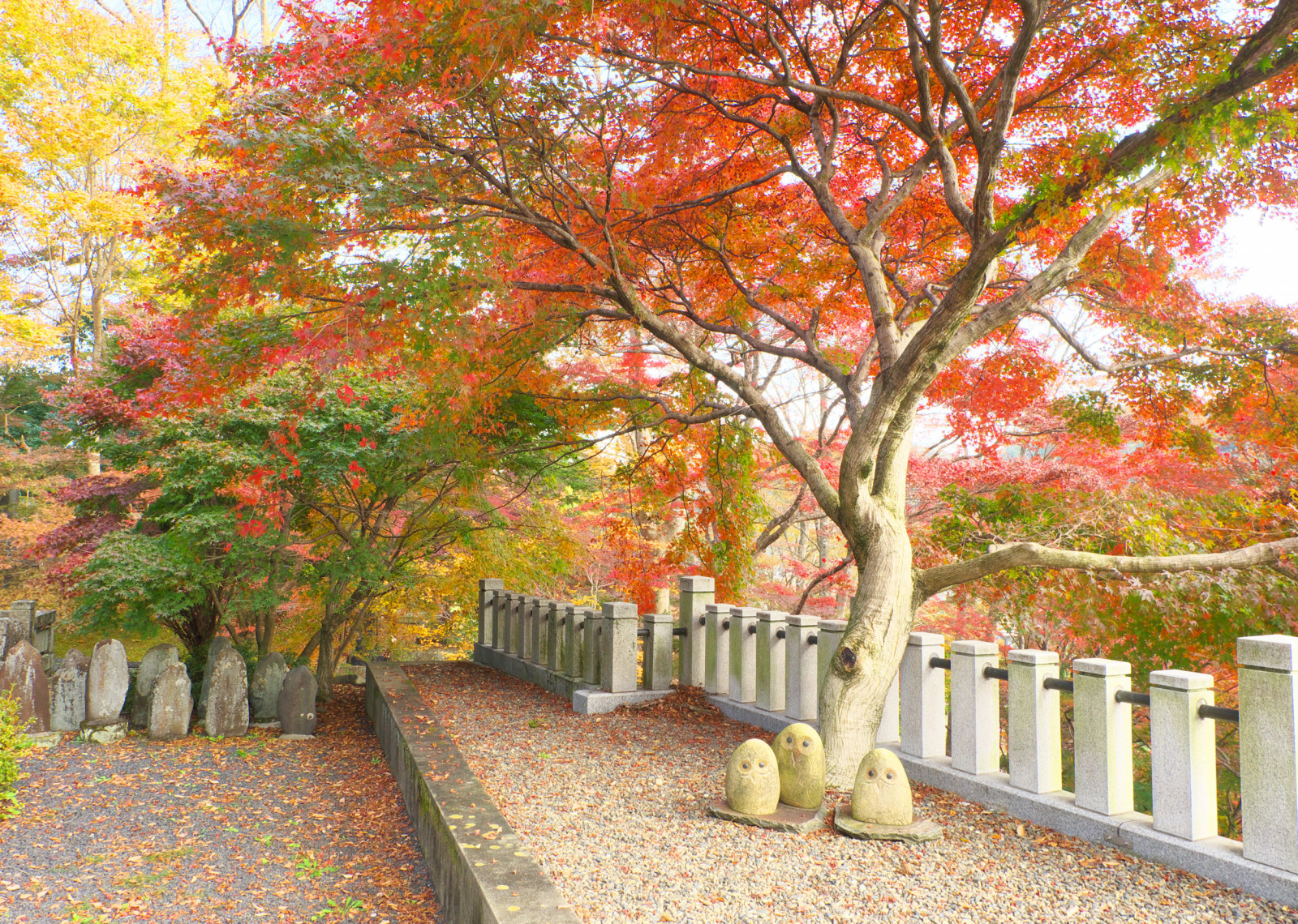 Wallpaper : autumn, leaf, woody plant, maple tree, spring, deciduous ...