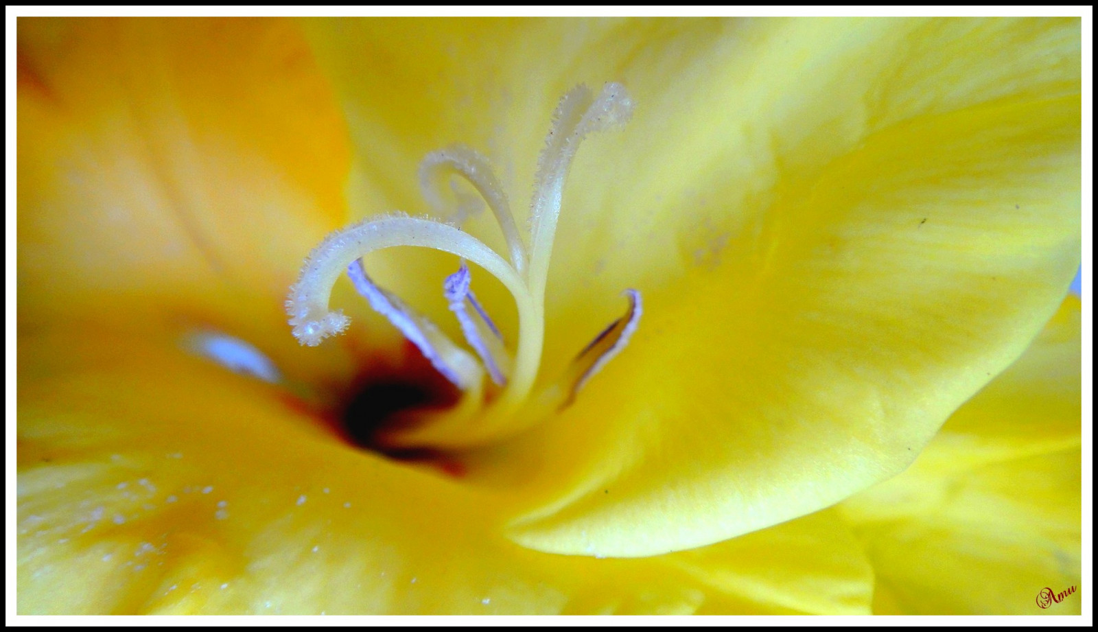 Wallpaper flower, yellow 1980x1140 745078 HD Wallpapers WallHere