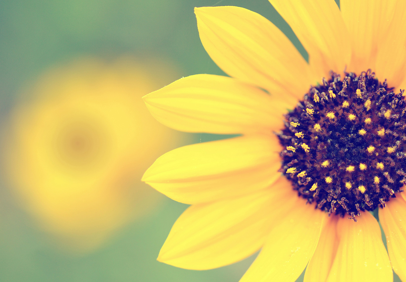 letní, makro, Příroda, žlutý, Nikon, bokeh, slunečnice, D300, 70mm