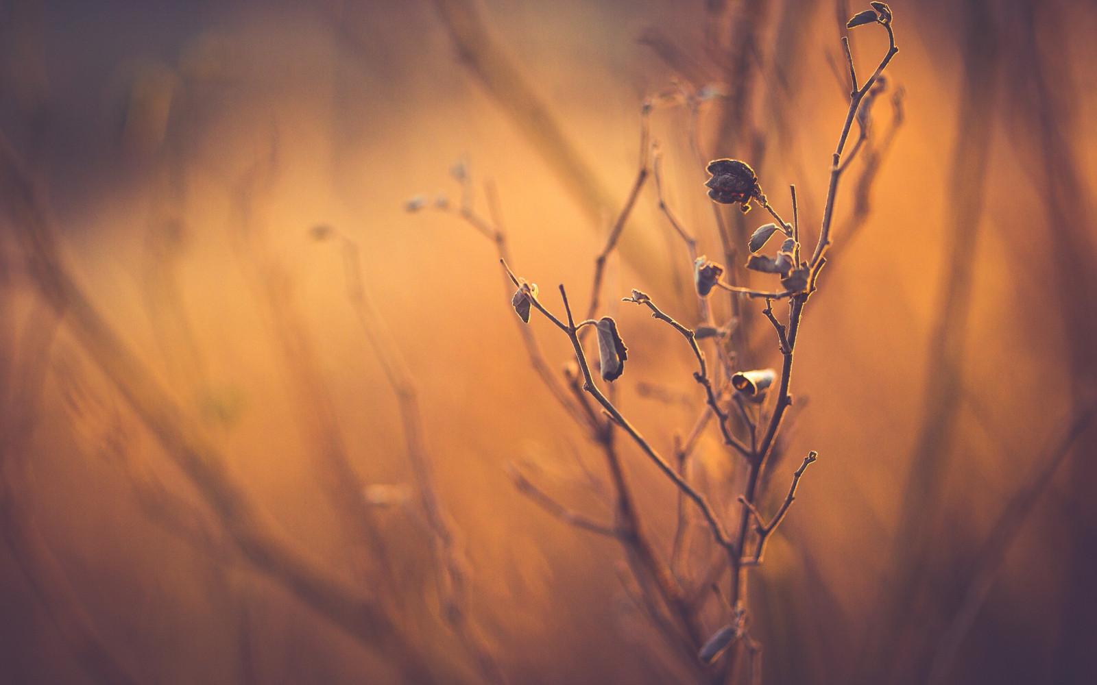 luce del sole, tramonto, natura, riflessione, erba, piante, fotografia, macro, ramo, Alba, sera, mattina, nebbia, Sole, atmosfera, leggero, nube, albero, autunno, foglia, fiore, pianta, stagione, oscurità, fenomeno atmosferico, sfondo del computer, atmosfera della terra, avvicinamento, fotografia macro, famiglia di erba