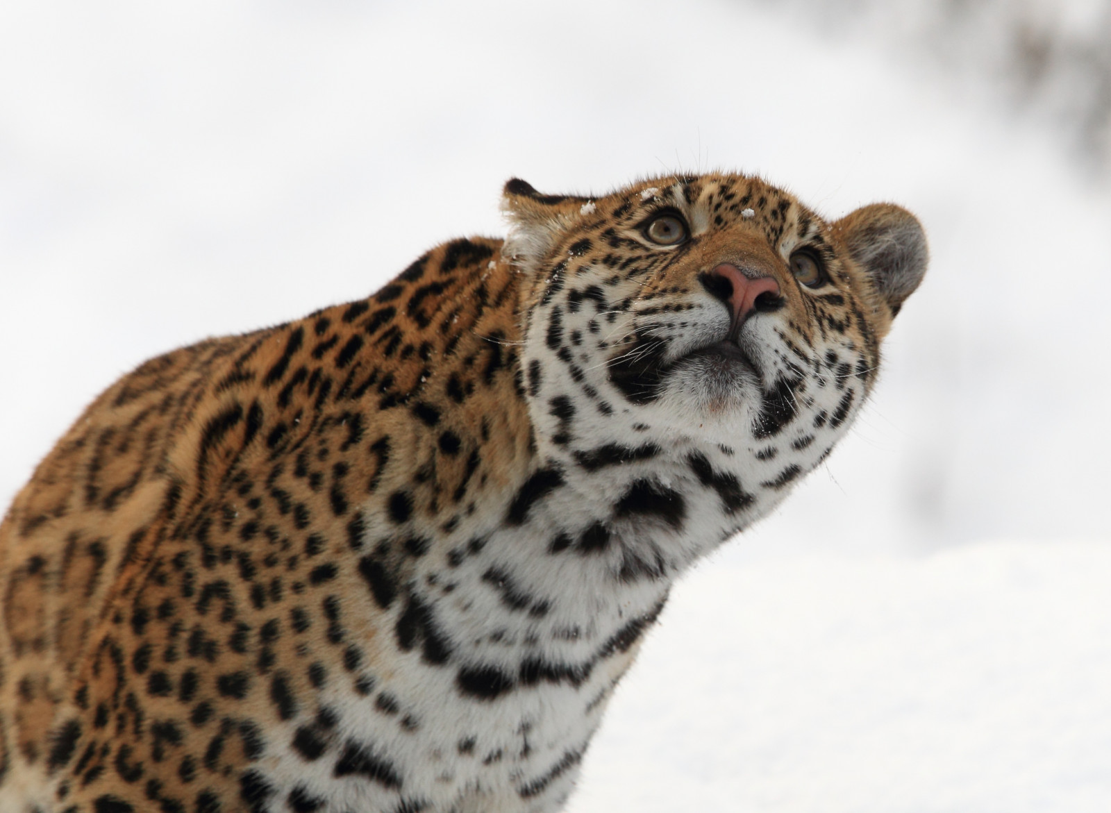 Fond D cran Faune Gros Chats Moustaches Ocelot Jaguar L opard fond-d-cran-faune-gros-chats-moustaches-ocelot-jaguar-l-opard