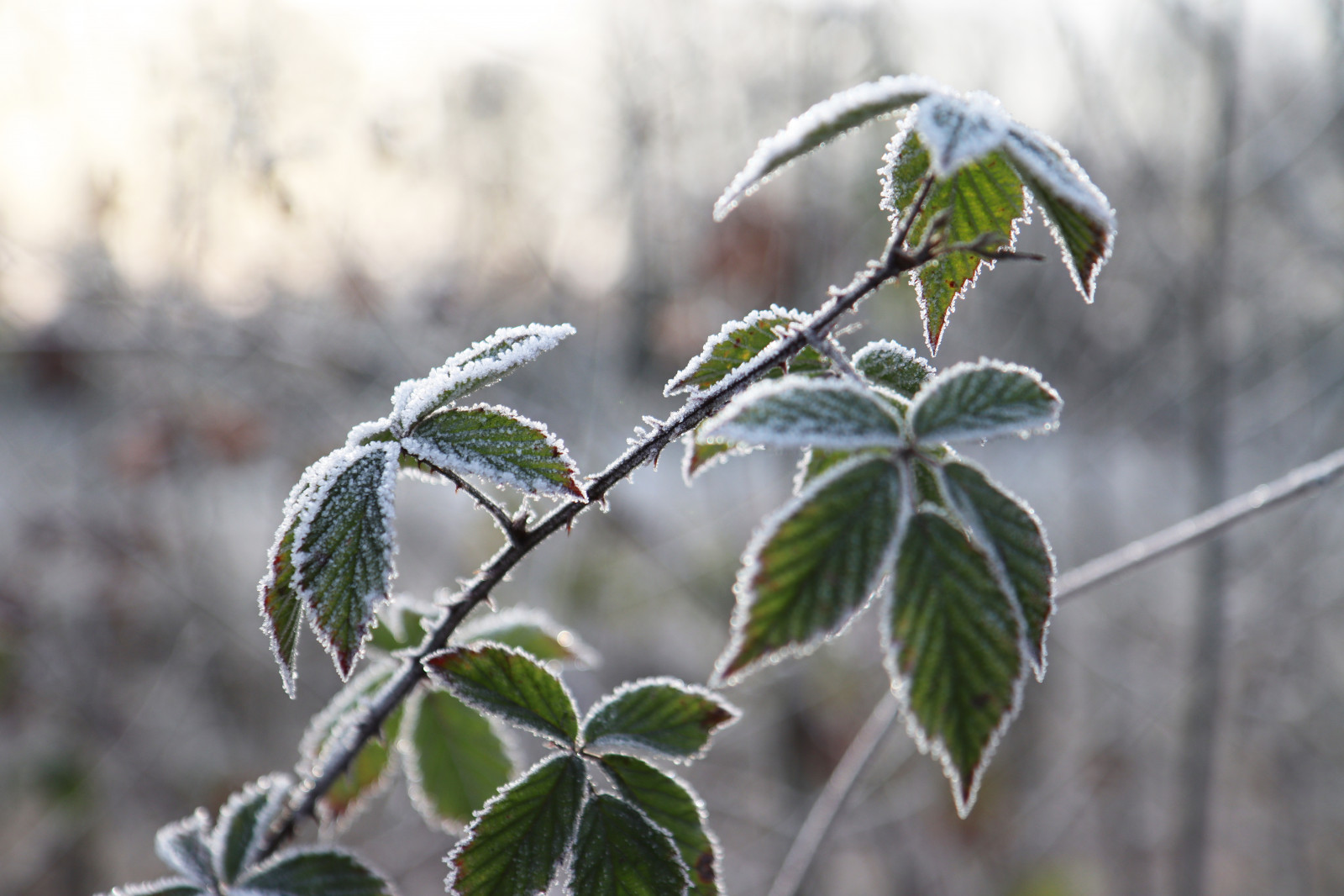 Wallpaper : nature, cold, leaves 6960x4640 - Romashecka - 2206621 - HD ...