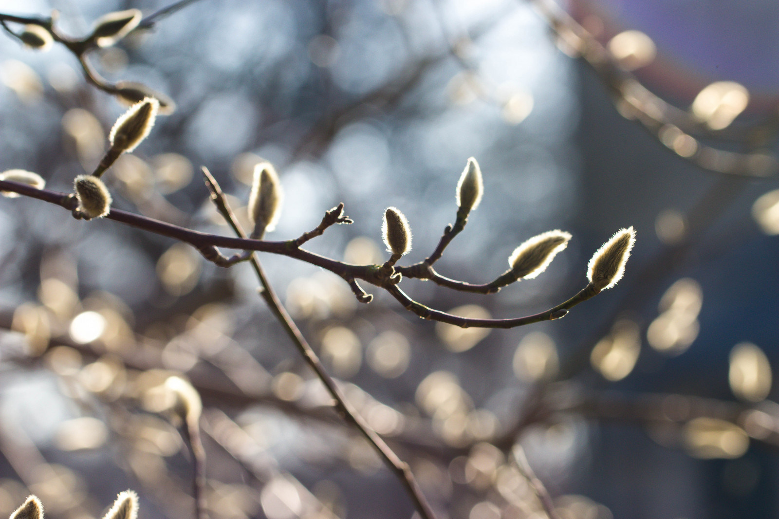 slunečnímu záření, Příroda, sníh, zima, větev, mráz, květ, jaro, zmrazení, Vrba, strom, podzim, list, květ, rostlina, sezóna, flóra, tr d, Alnarp, viz, alnarpsslottstr dg rd, větvička, botanika, dřevina, zblízka, makro fotografie, závod stonek