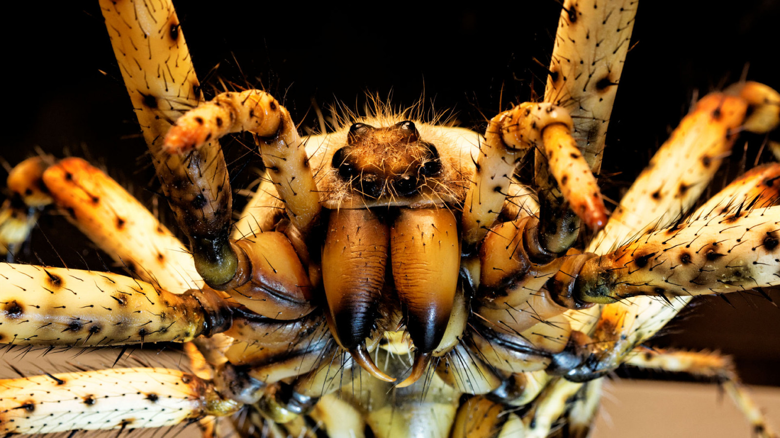 Wallpaper : invertebrate, insect, close up, macro photography, organism ...