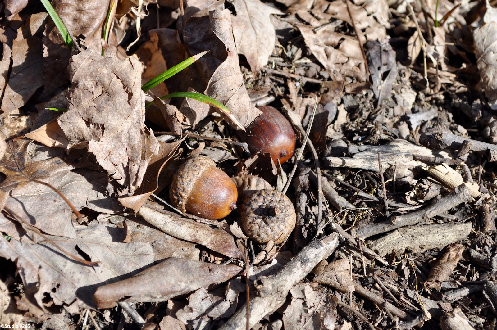 Taylorsville, jezero, Stát, park, ky, Kentucky, Spojené státy americké, sjednocený, stavy, Amerika, Nikon, D5000, les, stromy, les, zima, Únor, 2017, patro, podlaha, dno, zalesněný, listy, větvičky, tyčinky, zlomený, starý, žalud, Nový, zelená, tráva, život, Příroda