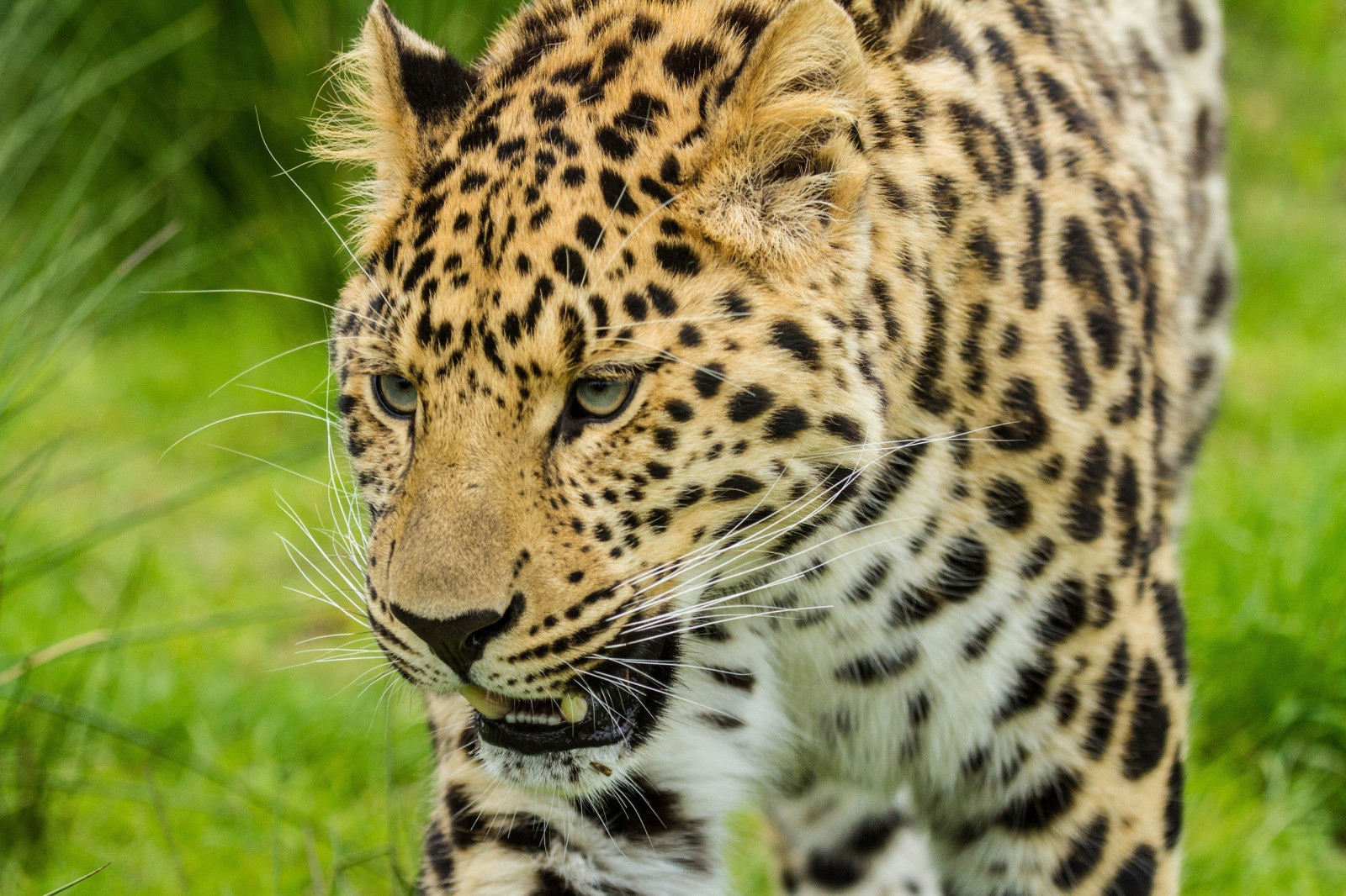 2560x1706 px, kočka, leopard, čenich, divoký