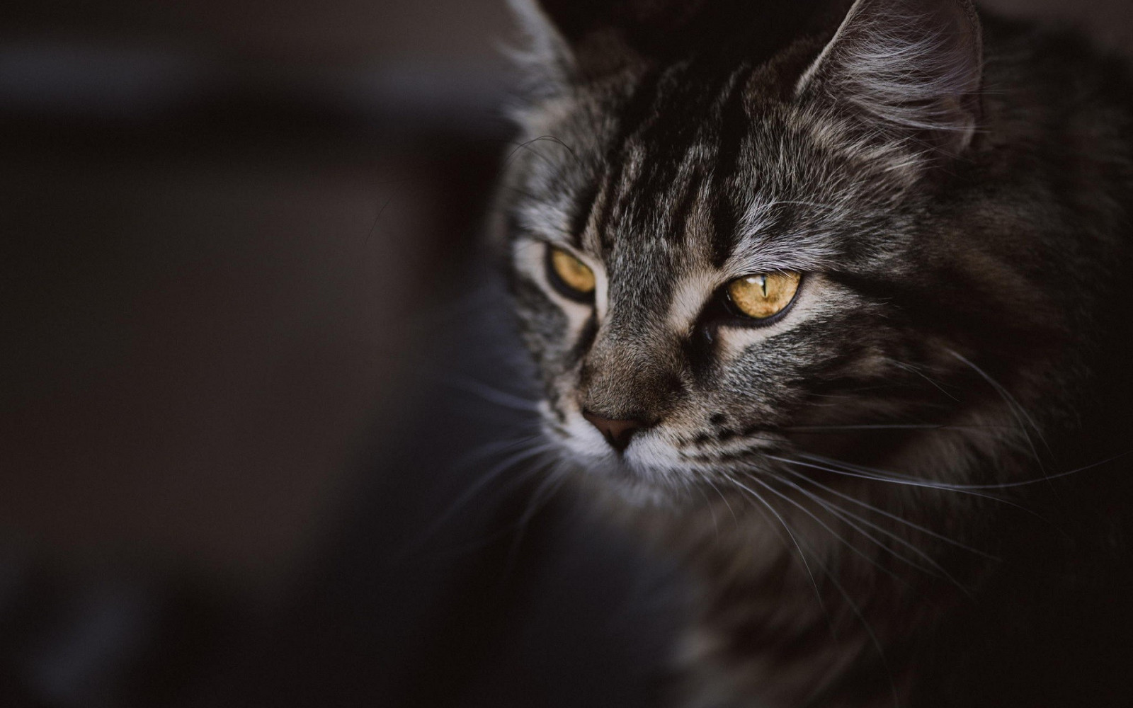 Černá, kočka, zvěř, černobílý, hloubka pole, kníry, Černá kočka, fauna, savec, Černý a bílý, obratlovců, zblízka, kočka jako savci, malé až středně velké kočky, domácí krátké vlasy kočka