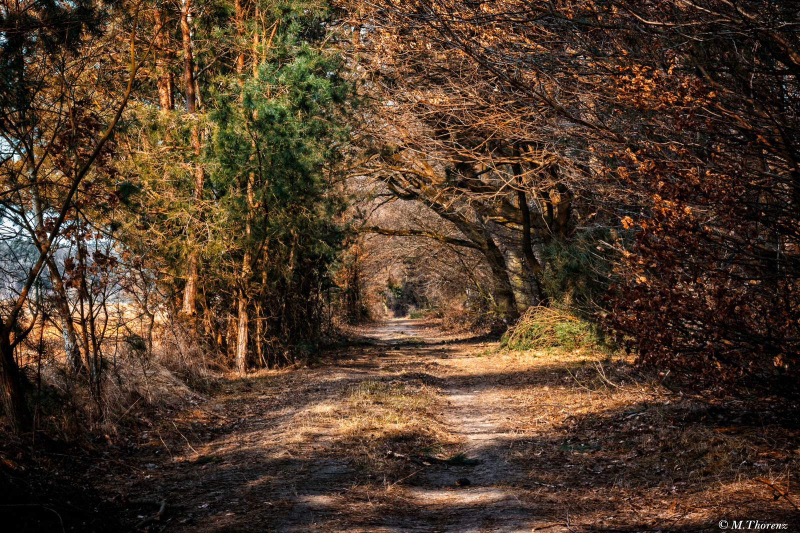 sollys, landskab, Skov, natur, græs, himmel, træ, afdeling, aften, morgen, dyreliv, Nationalpark, Solrig, ødemark, jungle, sti, naturreservat, træ, efterår, blad, Landschaft, plante, de, deutschland, sti, vegetation, jord, wald, baum, weg, Hessen, skov, lund, jord, sonnig, computer tapet, vedplante, økosystem, tempererede nåleskove, biom, gamle vækst skov, tempereret løvfældende skov, løvfældende, shrubland, nikond5300, state Park, vådere, sonstiges, tamron240700, Heusenstamm, spruce fir forest