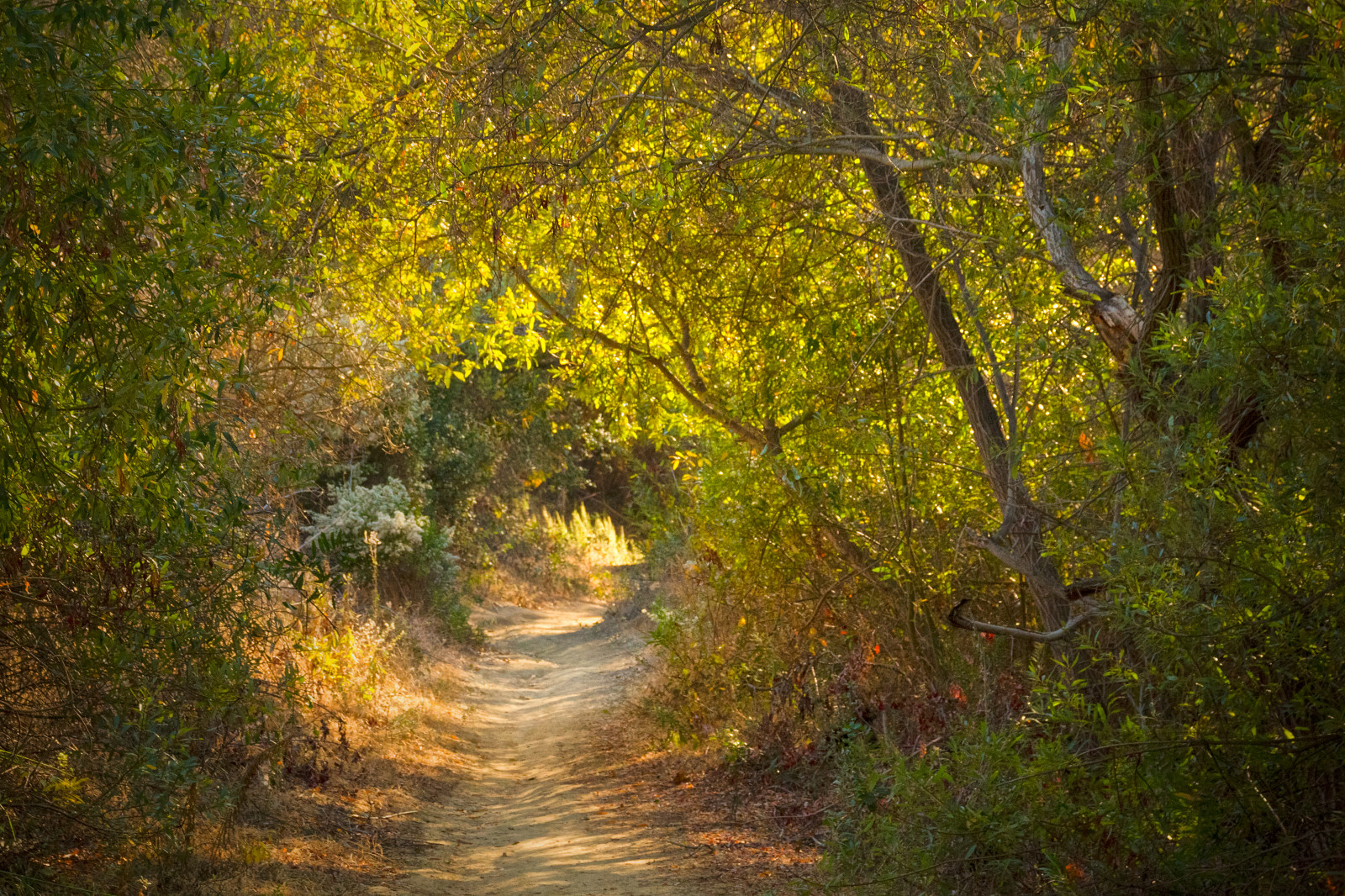 luce del sole, paesaggio, foresta, autunno, natura, erba, cielo, ramo, giallo, mattina, natura, Canone, cerchio, giungla, sentiero, escursioni a piedi, novembre, quercia, foresta pluviale, riserva naturale, albero, autunno, foglia, vista, flora, boschi, pista, vegetazione, portale, panoramico, SoCal, sl1, California del Sud, irvine, Orange County, bosco, boschetto, lagunacanyon, sfondo del computer, ecosistema, temperata foresta di conifere, bioma, vecchia foresta di crescita, foresta temperata, deciduo, shrubland, spazio aperto, bosco ripariale, Parco statale, Laguna Beach, sigma18250mmf3563dcmacrooshsm, wildernesspark, valdivian temperate rain forest