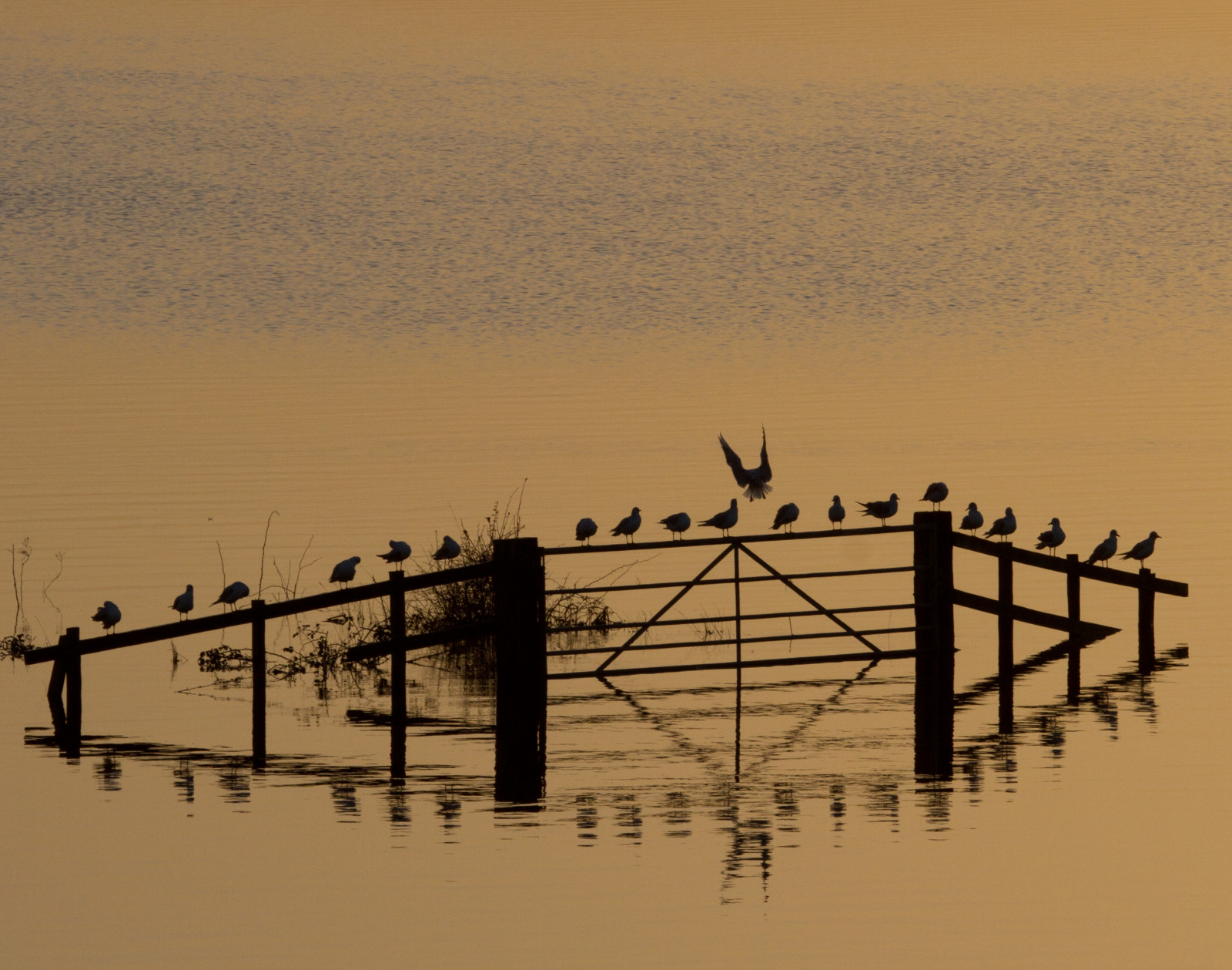ptactvo, západ slunce, moře, voda, Příroda, písek, nebe, déšť, silueta, svítání, uklidnit, Anglie, večer, ráno, hospodařit, Pod vodou, horizont, plot, životní prostředí, Spojené království, katastrofa, klid, počasí, pole, nouzový, brána, Gettyimages, Británie, přemet, rackové, podnebí, srážky, somersetlevels, povodně, povodňová, zaplavena, peacefulscene, záplava, tranquilscene, burrowmump, burrowbridge, stock photography, visual arts