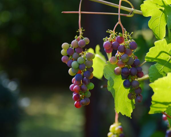 grapes,vines,berries