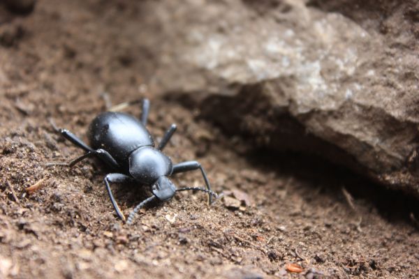 photography,wildlife,fauna,insect,Dung beetle,Beetle