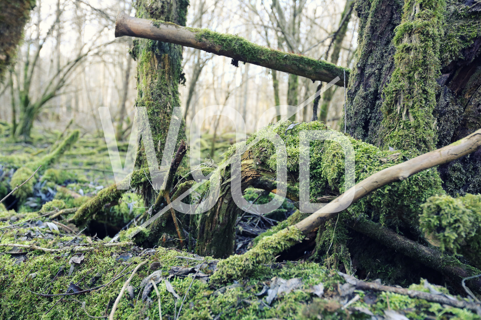 strom, vegetace, přírodní rezervace, les, ekosystém, zálesí, prales, větev, kufr, biome, Vykořenit, tráva, deštný prales, džungle, mírné jehličnatý les, spruce fir forest, rostlina, opadavý, mech