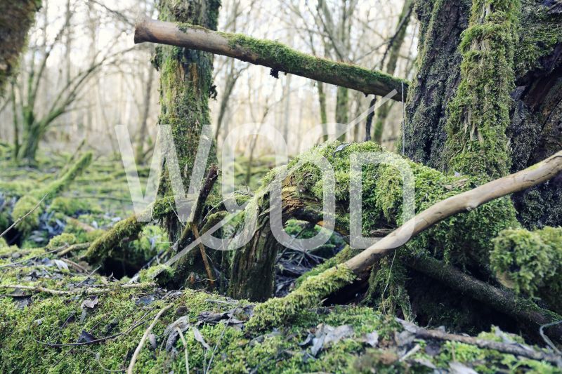 skog,träd,vegetation,naturreservat,ekosystem,skog