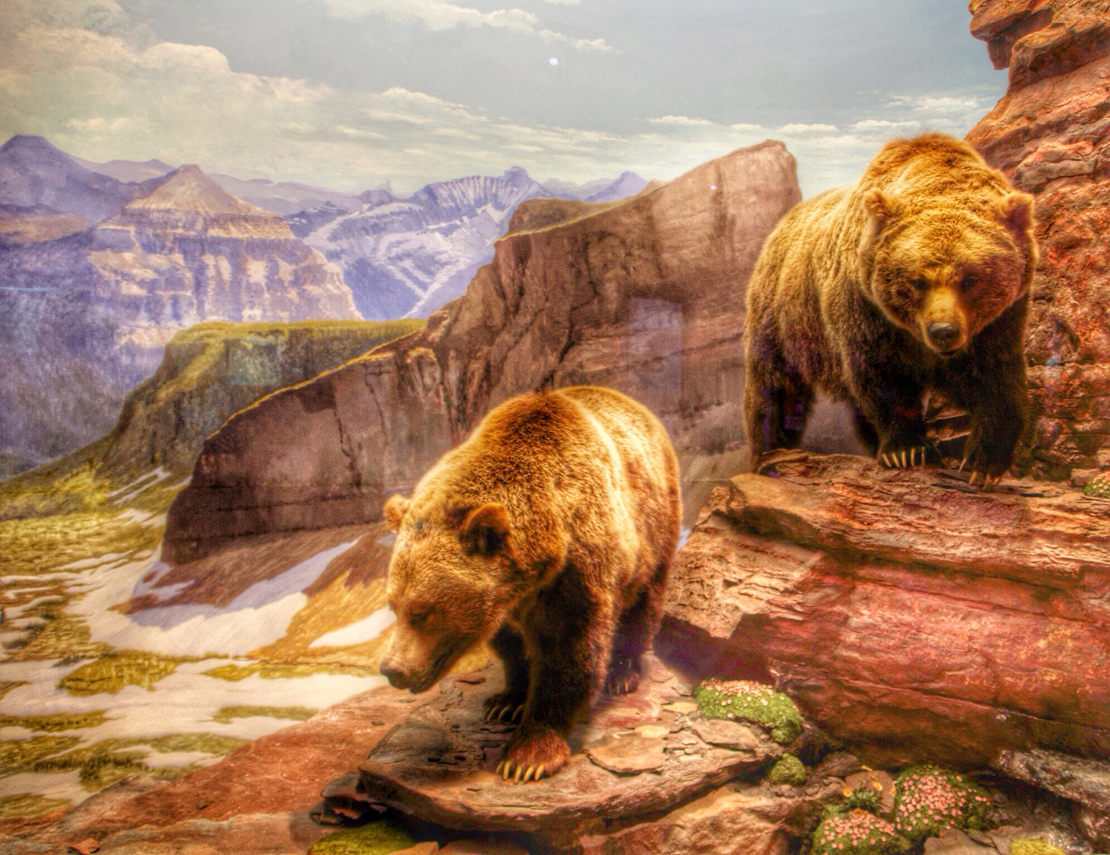 hory, architektura, Příroda, budova, Volně žijících živočichů, Kánon, kámen, medvědi, kanadský, rám, muzeum, objektiv, viktoriánský, Grizzly, Columbia, Medvěd hnědý, atrakce, pamětní, rebel, velký, cestovat, skalnatý, Pohled, oceán, turista, medvěd, Zobrazit, sigma, onasill, fauna, savec, scénický, site, SL1, D1000, polární, mládě, mTS, 15250 mm, grizzy, stewerton