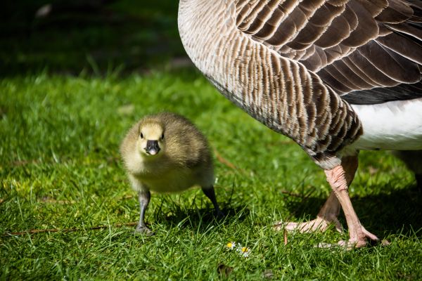 nature,grass,wildlife,duck,goose,beak