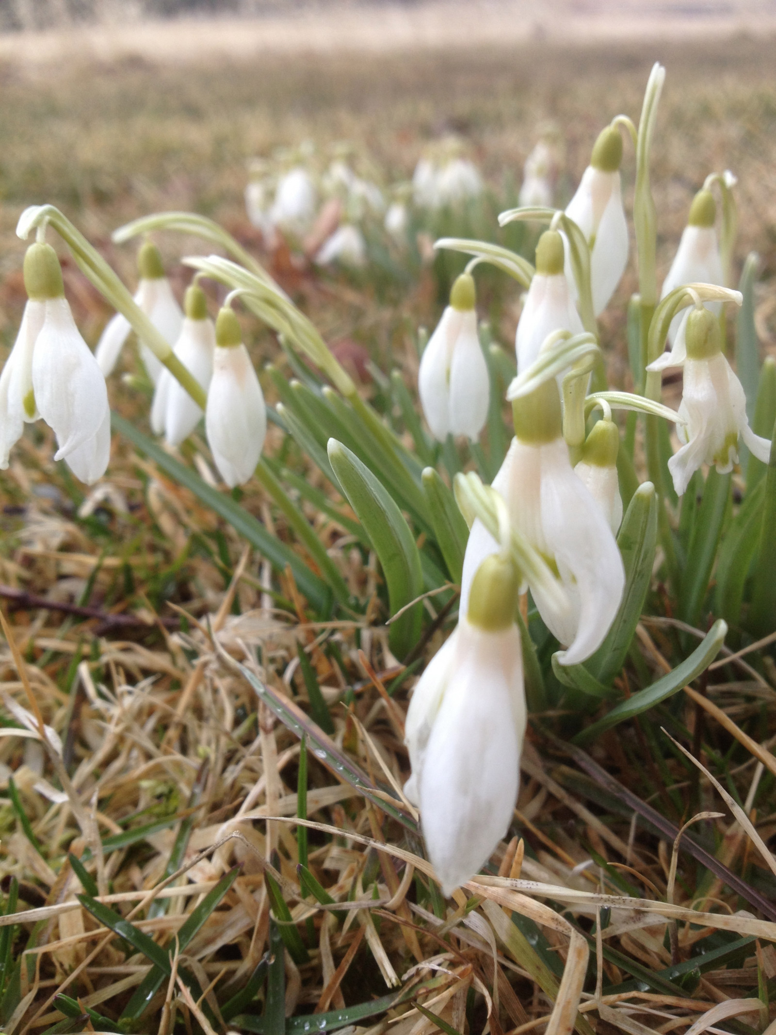 fiore, pianta, flora, bucaneve, Fiore di campo, botanica, impianto di terra, pianta fiorita, fulvo giglio, Galanthus
