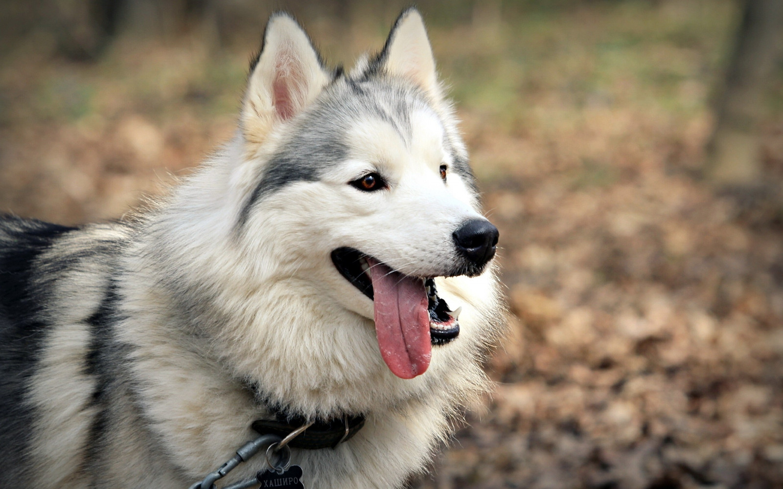 hund, Siberian Husky, træt, Alaskan Malamute, tunge, pattedyr, hvirveldyr, Ulvehund, Saarlooswolfhond, hund som pattedyr, hundens race gruppe, Grønland hund, carnivoran, hund krydsninger, hunderace, tjekkoslovakisk ulvehund, canis lupus tundrarum, norsk elghund, tamaskan hund, øst sibirisk laika, nordlige inuit hund, vest sibirisk laika, Native American indian hund, j mthund, canadiske eskimo dog, snude