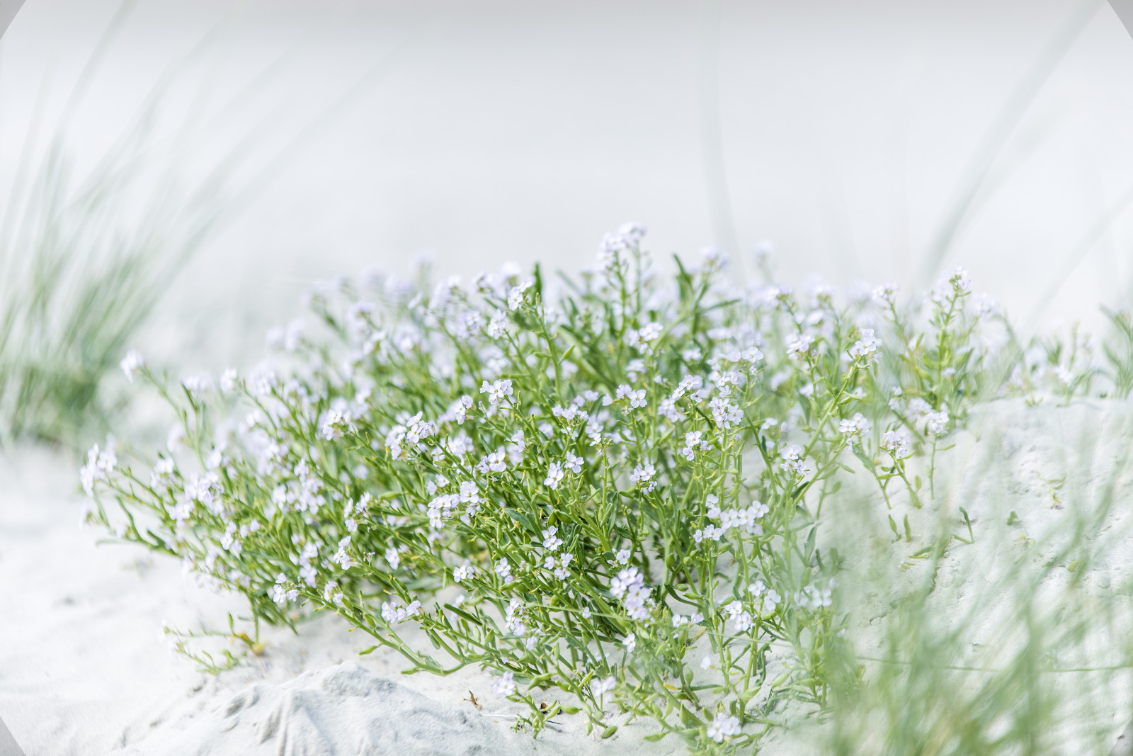 světlo, letní, dovolená, slunce, Dovolená, david, květ, pláž, tráva, dave, písek, teplý, jasný, duna, široký, Slunný, Severní moře, přeexponovaný, Nordsee, watt, Wattenmeer, Kracht, waddenzee, licencovat ne ne