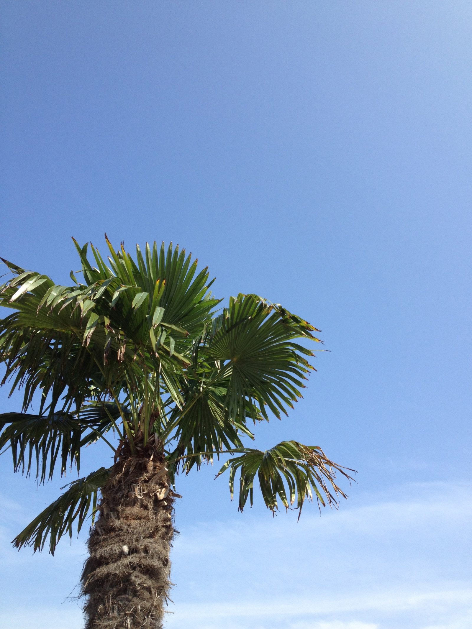 nebe, větev, vítr, strom, list, květ, rostlina, flóra, Trelleborg, Palmer, palmthrees, tropy, botanika, suchozemská rostlina, kvetoucí rostlina, dřevina, arecales, palm rodina, LONTAR VĚJÍŘOVITÝ