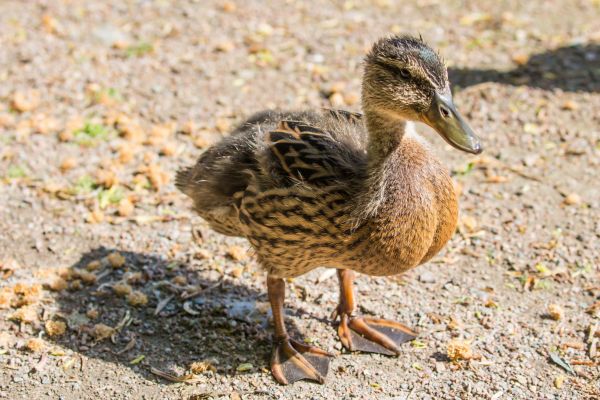 nature,bird,wildlife,duck,beak,mallard