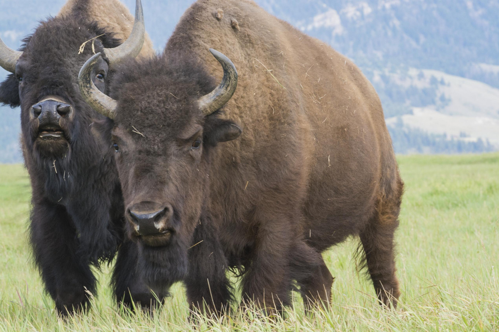 odraz, tráva, park, fotografování, žlutý, Volně žijících živočichů, letní, bizon, kámen, národní, lučina, velký, pastvina, vysočina, teton, čenich, dobytek, jako je savec, kráva koza rodina, pastvisko, delensmode, salta, Pozůstalý, Fisher-Price, goingnowhere, guapas, NDC, emelexista, southernbreeze, qroo, quesevayantodos, january27, tmntgame, porquetulovales, pdrtv, mauriciofernandez, Dota 2, worldvisiongifts, eljugadordelpartido, migraduacionslc, fpwishlist, holidayexperts, migraduacionidea, nadeshotonellen, latinamericagocrazy, alamodrivehappy, nickcincotta, jesseoninsider, miercolesdemhoni, siamasadios, dtnoratinho, chipdavidlark, migraduacioncala, migraduacionmdei, groovein3days, latingrammynoms, usaricecan, thexfactornosony, targetredcardca, handmadehourusa, ahokway, terrestrial animal, stumbras