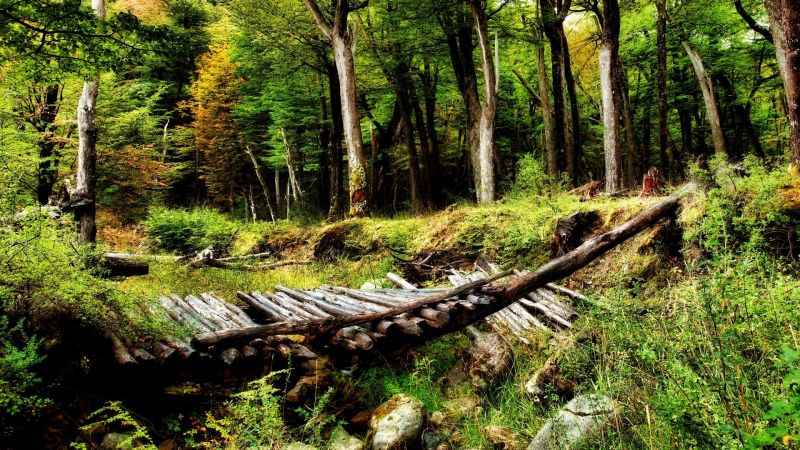 forest, nature, wilderness, jungle, stream, swamp forest, nature, wilderness, jungle, stream, swamp