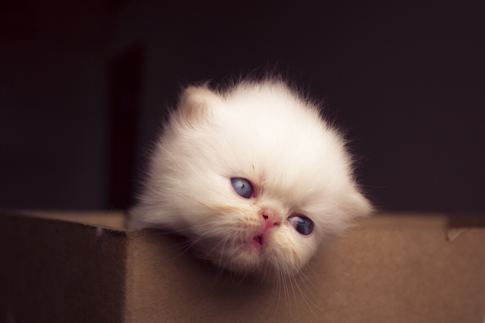 kočky, kočka, Kánon, bod, Peršan, kotě, Koťátko, koťata, plamen, kočičky, himalájský, canon60d, catmoments