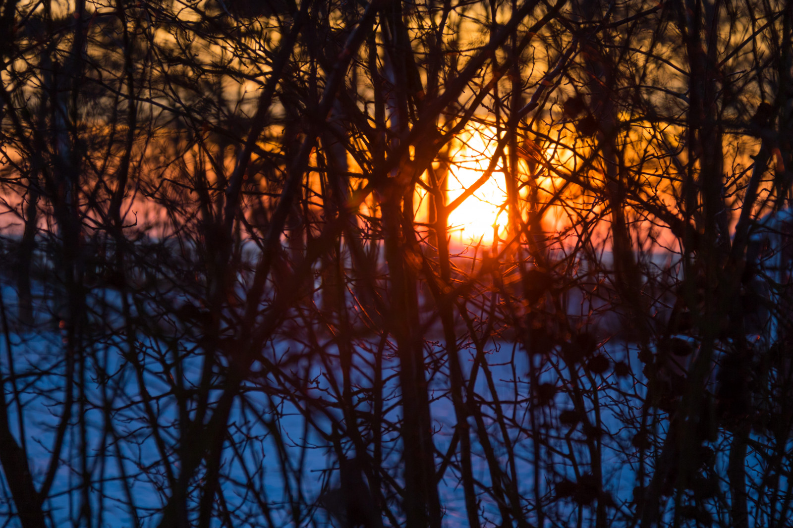 slunečnímu záření, les, západ slunce, Příroda, odraz, nebe, sníh, zima, větev, svítání, večer, ráno, soumrak, světlo, strom, podzim, list, svítání, rostlina, sezóna, solnedg ng, sn, Vinter, tr d, dalabadet, atmosférický jev, dřevina