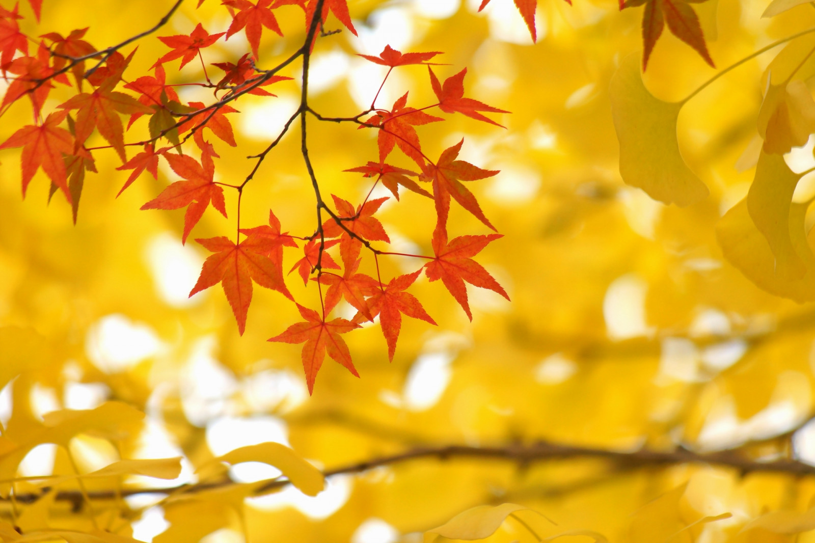 Japonsko, slunečnímu záření, Příroda, větev, žlutý, strom, podzim, list, květ, rostlina, sezóna, okvětní lístek, suchozemská rostlina, kvetoucí rostlina, dřevina, autumncolors, javor, jinan dvoulaločný, Javorový list, nanzenjitemplekyoto, 20141118dsc01152