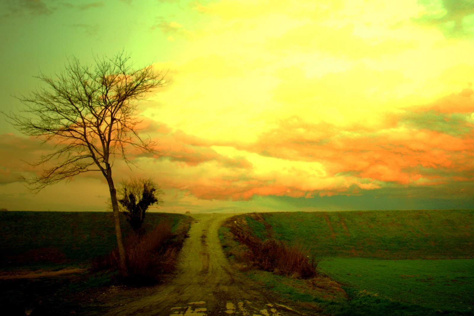 sollys, træer, landskab, solnedgang, bakke, natur, himmel, solopgang, aften, morgen, tåge, HDR, horisont, atmosfære, skumring, Sky, træ, daggry, græsarealer, cielo, eng, po, almindeligt, strada, mat56, mygearandmepremium, mygearandmebronze, mygearandmesilver, mygearandmegold, colori, natura, landskaber, bestcapturesaoi, paesaggi, artofimages, Campagna, alberi, Nubi, Lombardia, Lodi, Pianura, Padana, prærie, yourwonderland, sennalodigiana, Albero, landdistrikt, atmosfærisk fænomen, savanne, guzzafame