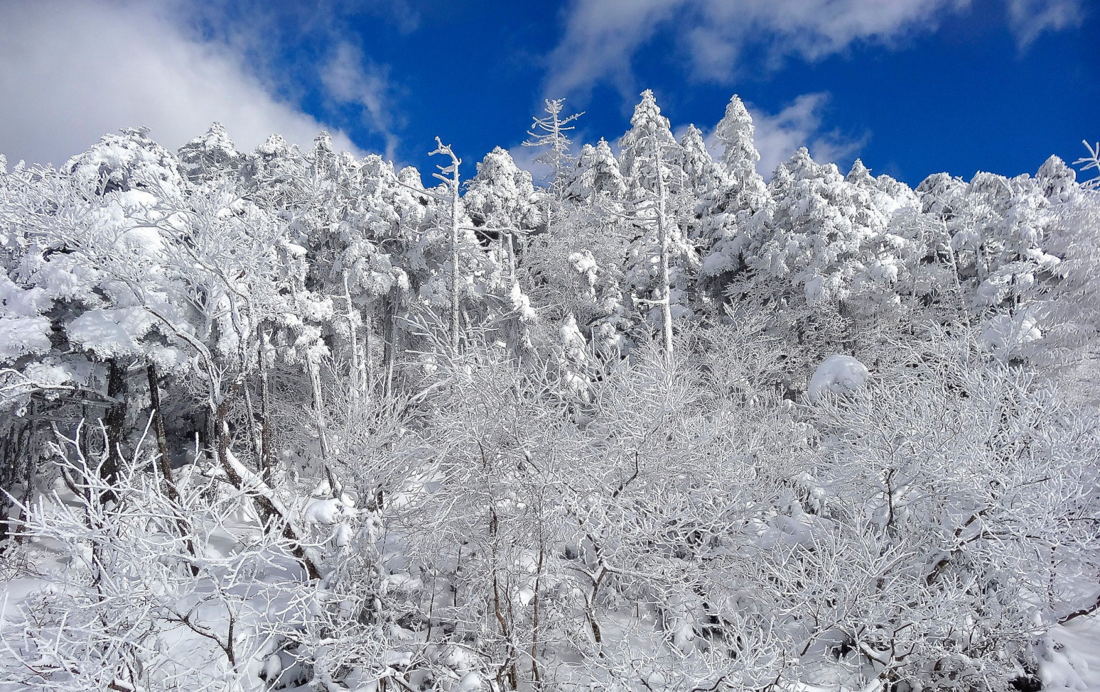 Bäume, Landschaft, Schnee, Winter, Ast, Eis, Frost, Einfrieren, Plateau, Grat, Baum, Berg, Wetter, Jahreszeit, Bergige landforms, Geologisches Phänomen, Gebirge