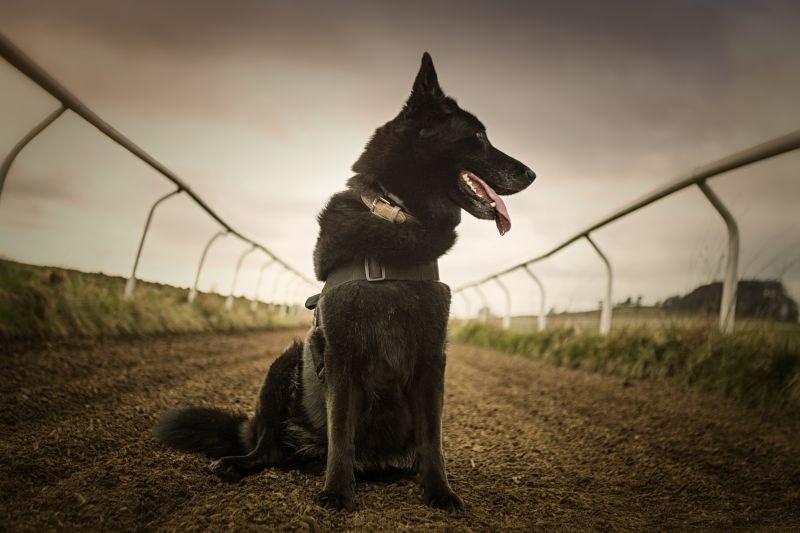 hund,sort hund,shepherddog,belgianshepherd,schæferhund,groenendael