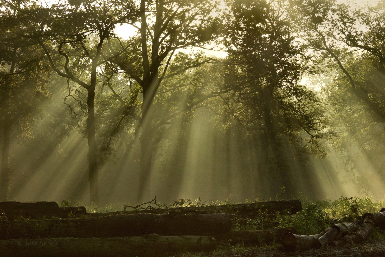 luce del sole, paesaggio, foresta, acqua, natura, erba, cielo, ramo, mattina, nebbia, atmosfera, Olanda, giungla, raggi di sole, foresta pluviale, Olanda, leggero, albero, foglia, mygearandme, vegetazione, i raggi del sole, mygearandmepremium, mygearandmebronze, mygearandmesilver, mygearandmegold, Nederland, platinumheartaward, mygearandmeplatinum, mygearandmediamond, platinumpeaceaward, artistoftheyearlevel2, Winterswijk, gelderland, bosco, boschetto, ecosistema, bioma, vecchia foresta di crescita, deciduo, giochi d'acqua, fenomeno, zonnestralen, Achterhoek, Woold, konicaminoltadimagea2, aroundhouse, rondhuis, 6183