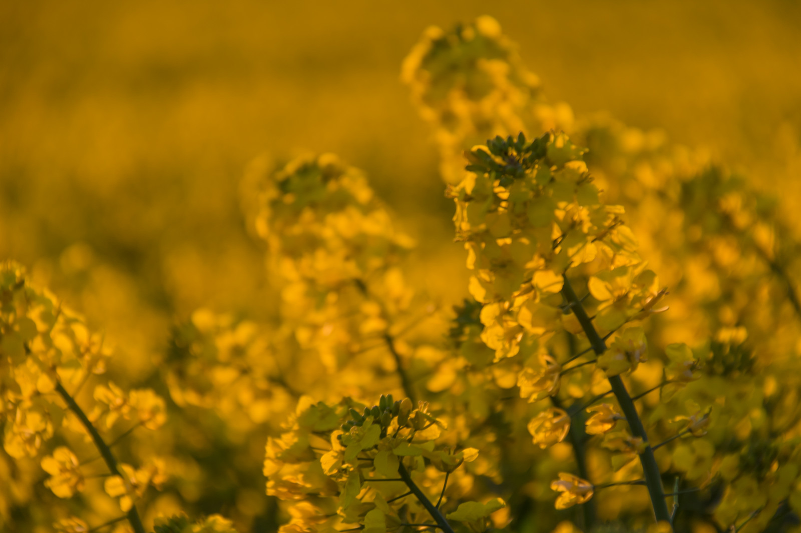 slunečnímu záření, krajina, jídlo, západ slunce, Příroda, pole, žlutý, řepkového, květ, rostlina, solnedg ng, venkov, landsbygd, nárazy, f lt, s dersl tt, landskap, řepka, rapefield, zemědělství, louka, divoká rostlina, prérie, oříznutí, vyrobit, suchozemská rostlina, kvetoucí rostlina, zblízka, makro fotografie, tráva rodina, zeleninový, brassica, hořčice, hořčice závod, brassica rapa, hořčice a zelí rodina
