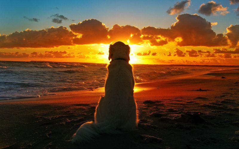 luce del sole, tramonto, mare, profondità di campo, puntellare, sabbia luce del sole, tramonto, mare, profondità di campo, puntellare, sabbia