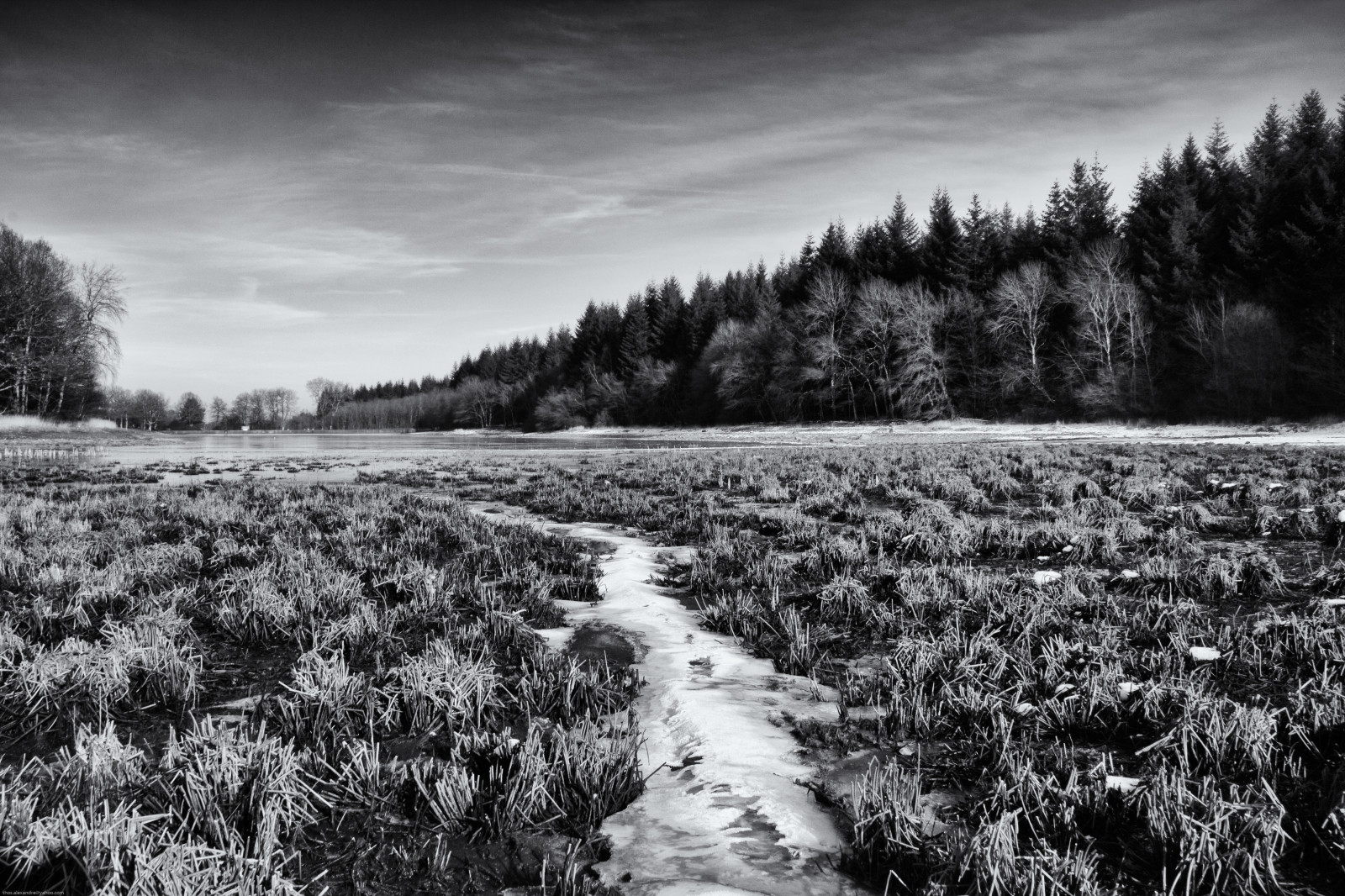 ni VRE, bourgogne, bordeaux, lac, sø, etang, Dam, vand, eau, is, glace, Frosset, Froid, Morvan, vinter, hiver, nb, wb, monokrom, Arbres, træer, foret, Skov, Canon, 1200D, himmel, ciel, sump, mar bur, sapins, Conif re, nåletræ